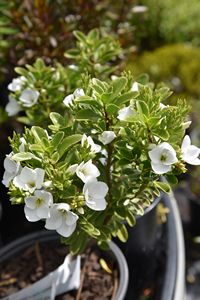 Hebe macrantha